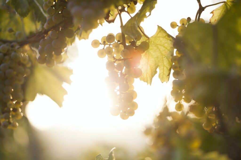 Weinreben sind ein fantastischer Sichtschutz im Garten und um den Whirlpool herum