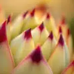 Die Protea Design Linie